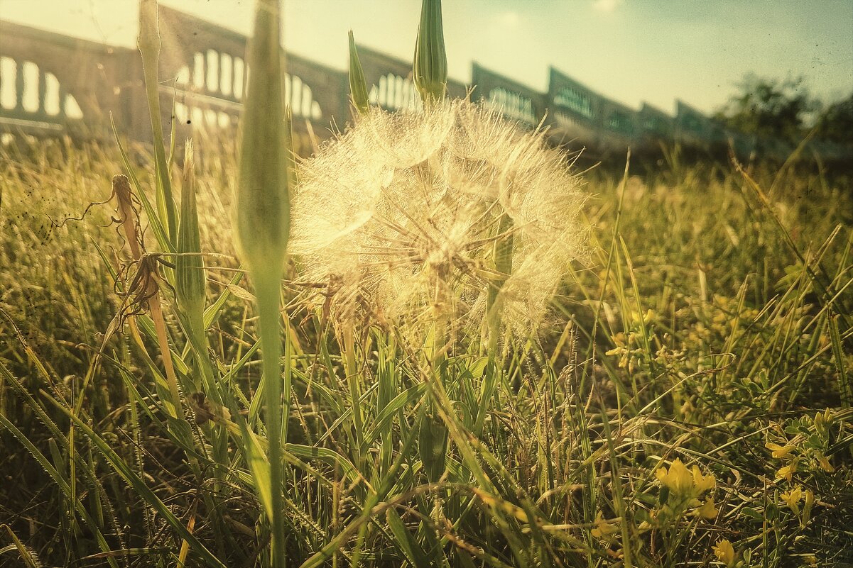 Одуванчик - Руслан 