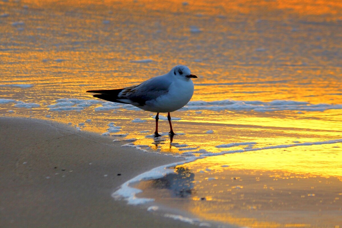 По золотому песку - Юрий. Шмаков