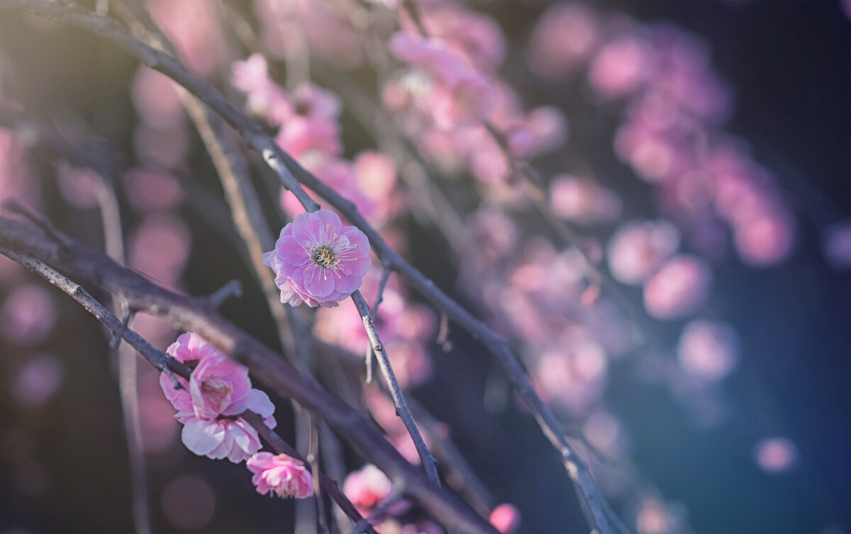 Сакура - Лилия . Сакура - Лилия .