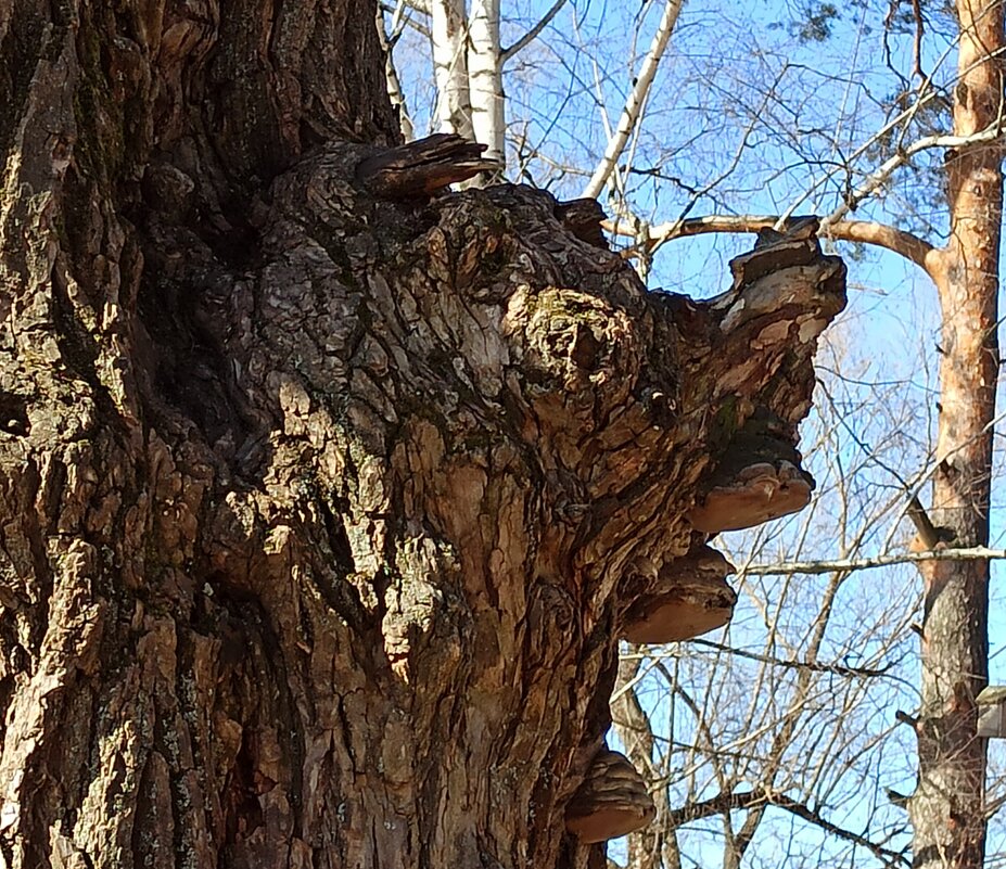 Из норки выползай! - veilins veilins