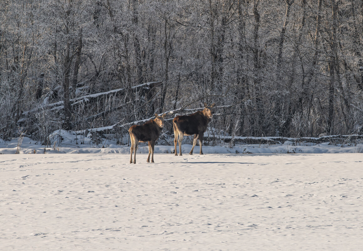 Лоси - Дарья Меркулова