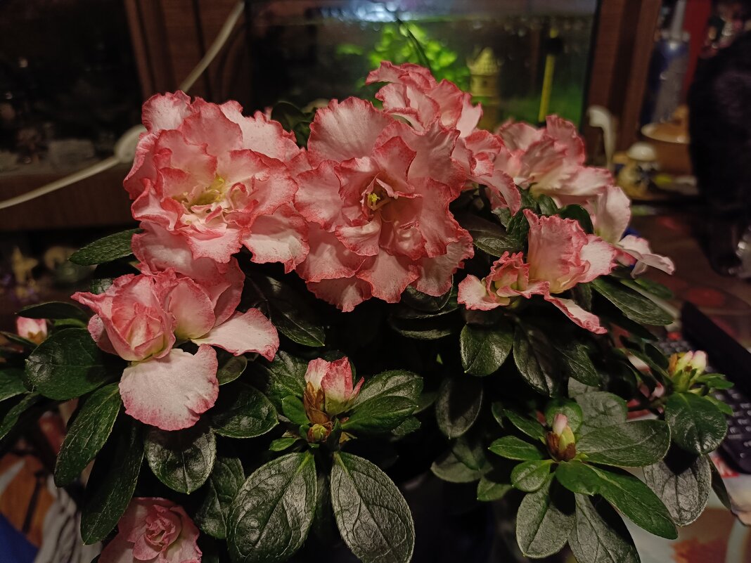 азалия - Галина R... азалия - Галина R...