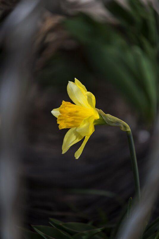 Дыхание весны - Светлана Тихонина