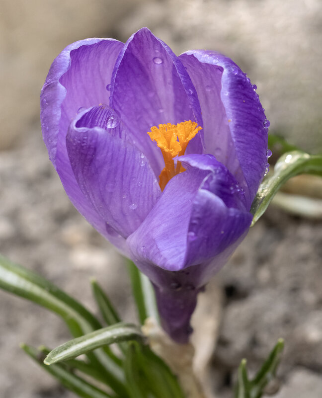 Факел - Валерий Басыров