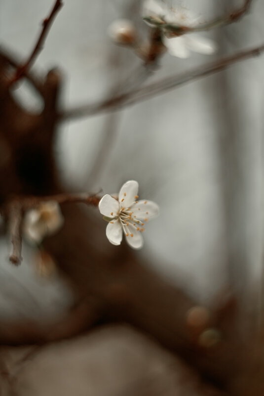 *** - Яна Горбунова