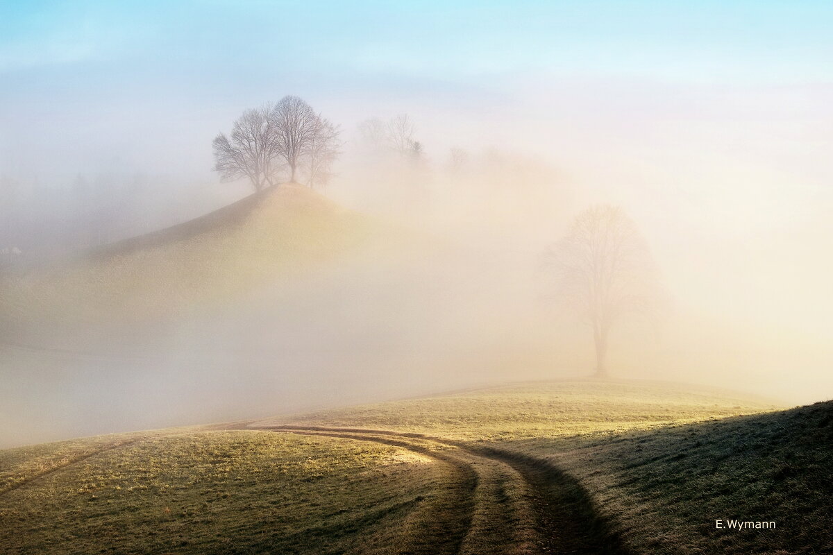 misty morning - Elena Wymann misty morning - Elena Wymann