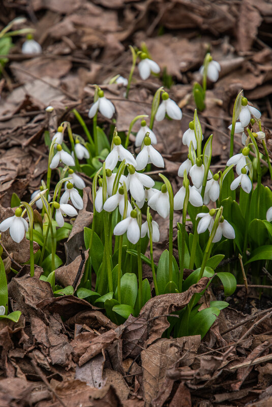 Весна пришла.... - Павел Катков Весна пришла.... - Павел Катков