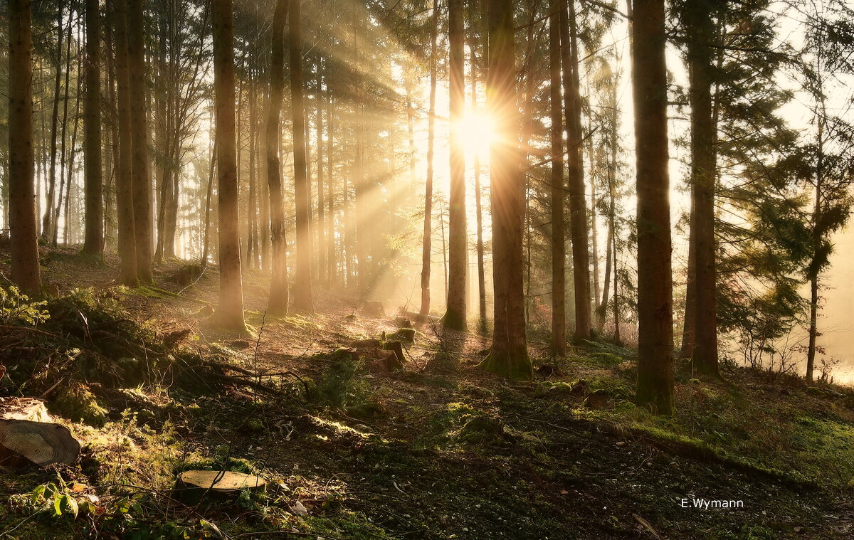 wunder Wald - Elena Wymann wunder Wald - Elena Wymann