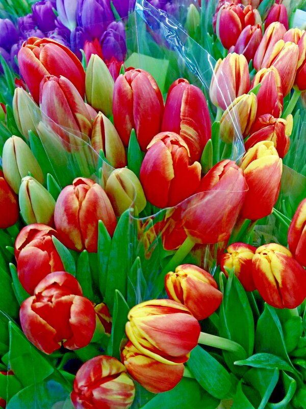 Цветы весны - Galina Solovova Цветы весны - Galina Solovova