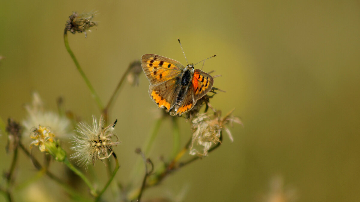 опять про бабочек 450 - Александр Прокудин опять про бабочек 450 - Александр Прокудин