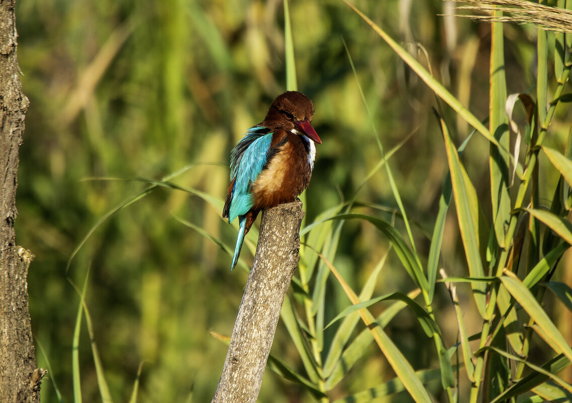 Красноклювая альциона. - Alexander Amromin
