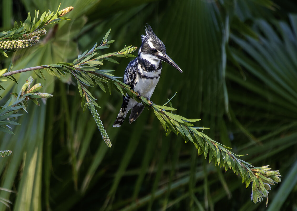 Малый пегий зимородок. - Alexander Amromin