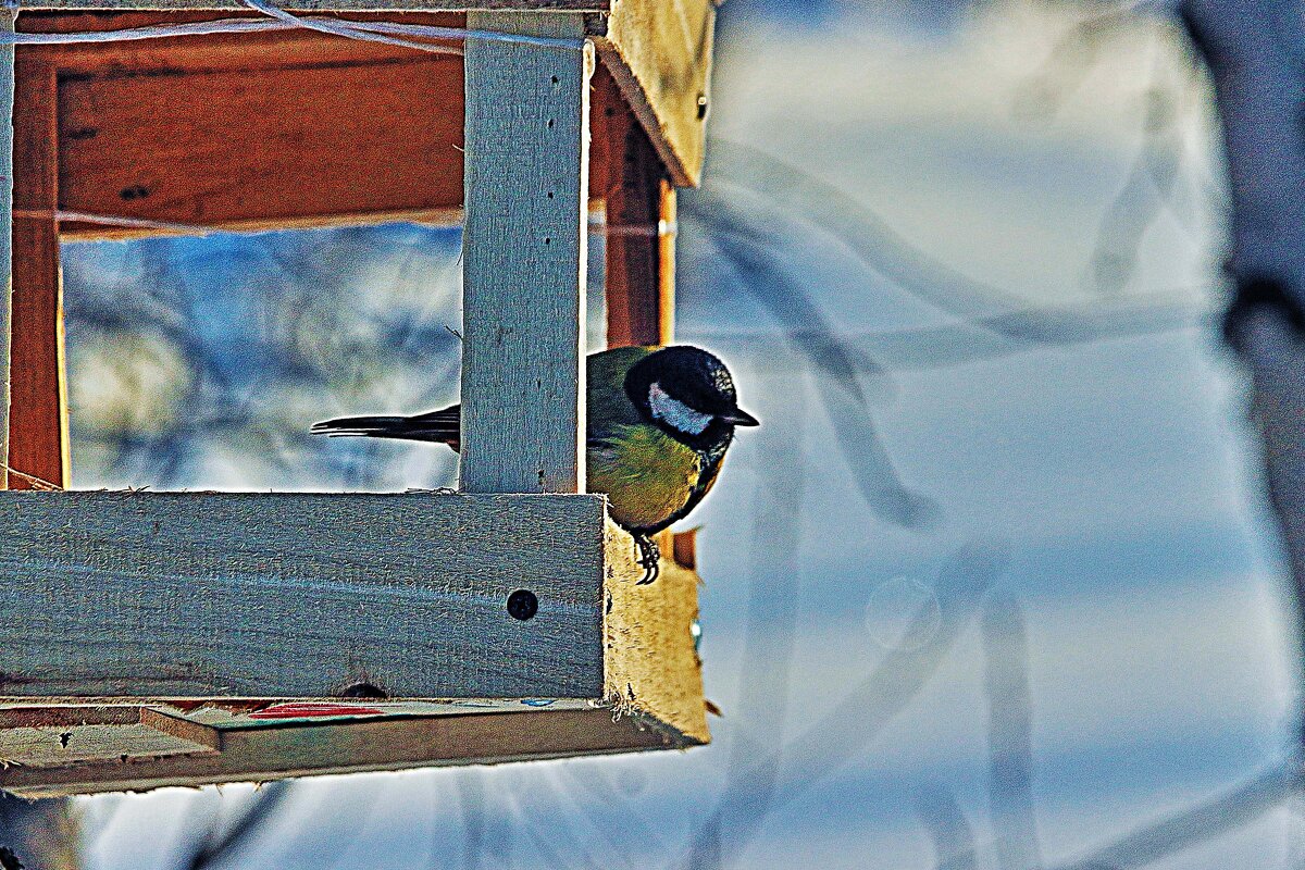 Февраль..Любопытная синица! - Владимир 