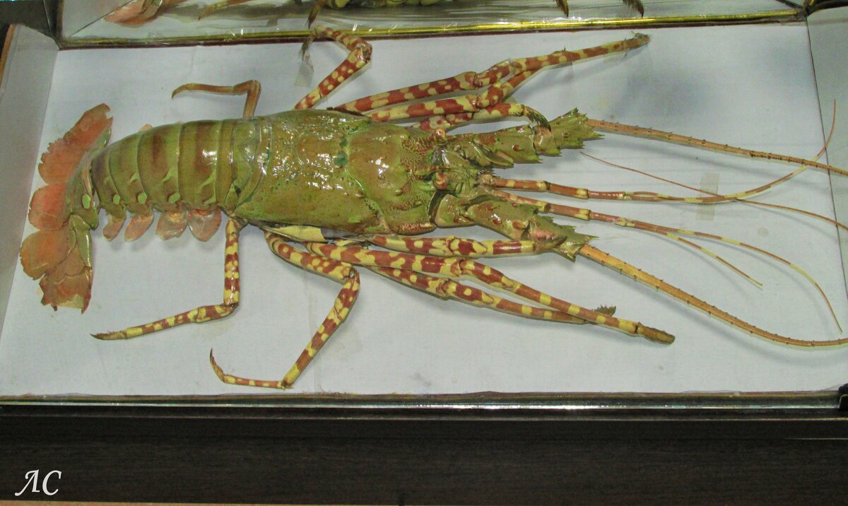 Лобстер - Любовь Сахарова