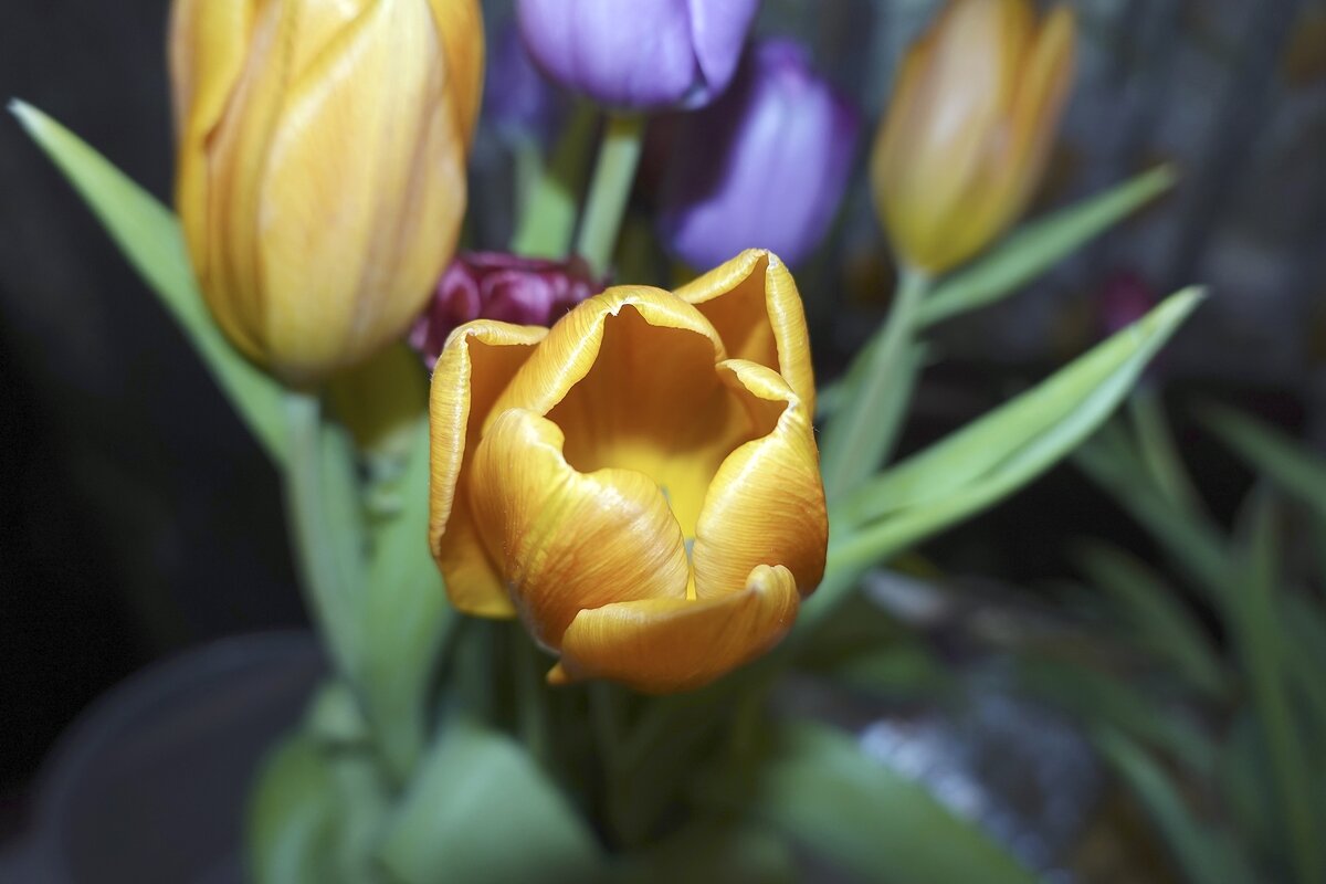 Заглянуть внутрь тюльпана - Валерий Иванович