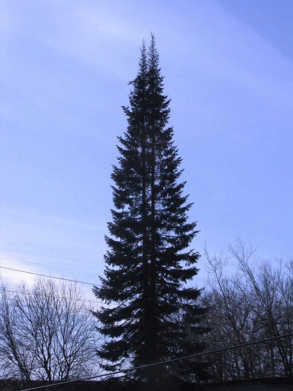 Красавица пихта - Людмила Смородинская