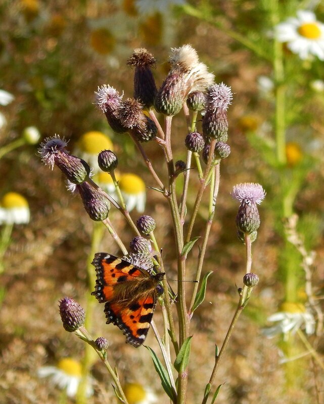 Бабочка - Юлия Голикова