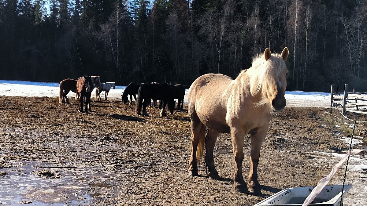 Принимая солнечные ванны. - Ольга 