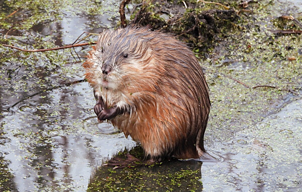 Ондатра - Лина Ондатра - Лина