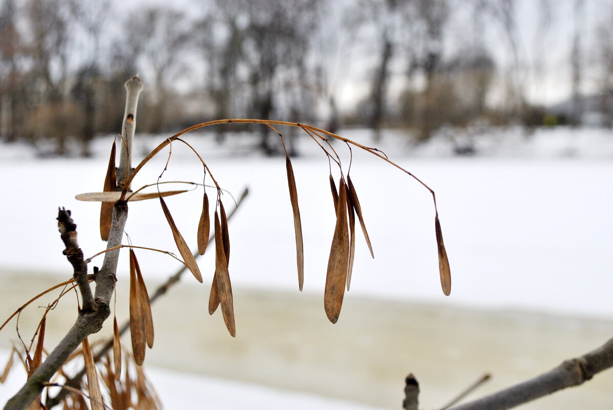 Последние краски - AleksSPb Лесниченко