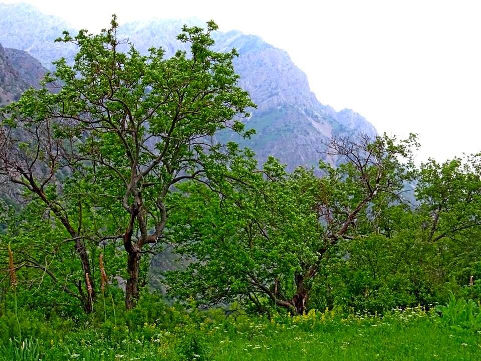 ЛЮБИМАЯ И БЛИЗКАЯ РЕЧКА - Виктор Осипчук
