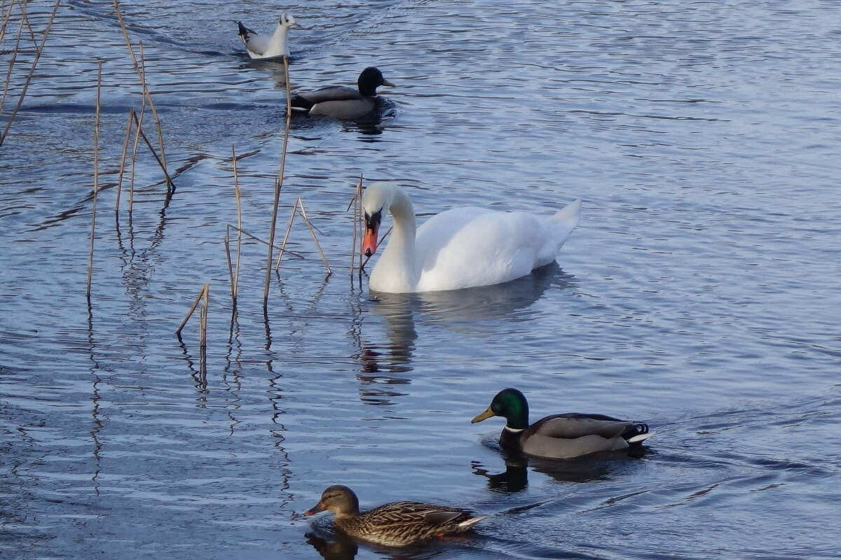 Лебедь и утки - Рита Симонова