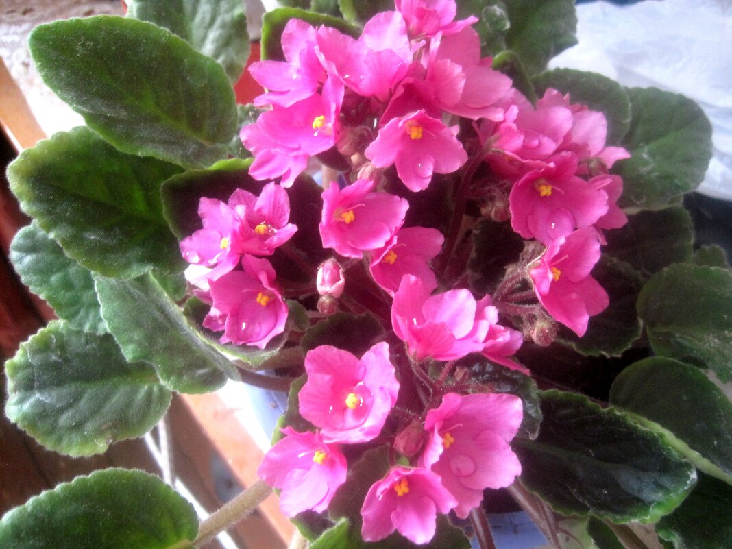 Фиалки - Елена Семигина Фиалки - Елена Семигина