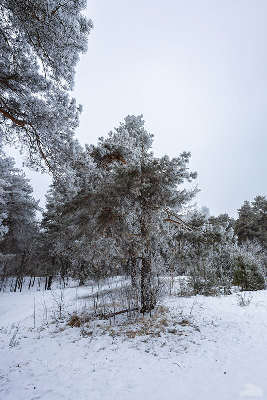 Зимняя природа - Александр Синдерёв