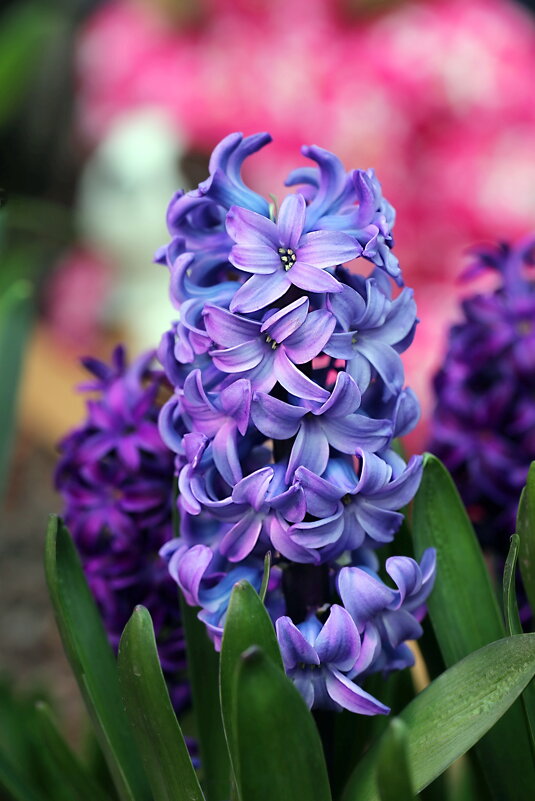 Гиацинт - ZNatasha - Гиацинт - ZNatasha -