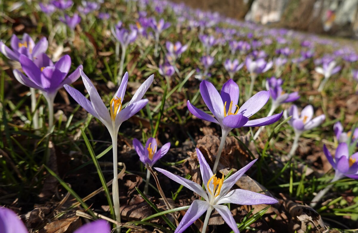 "Пусть всё дышит кануном, кануном,  Чем-то свежим, восторженным, юным."  Лариса Миллер - Галина 