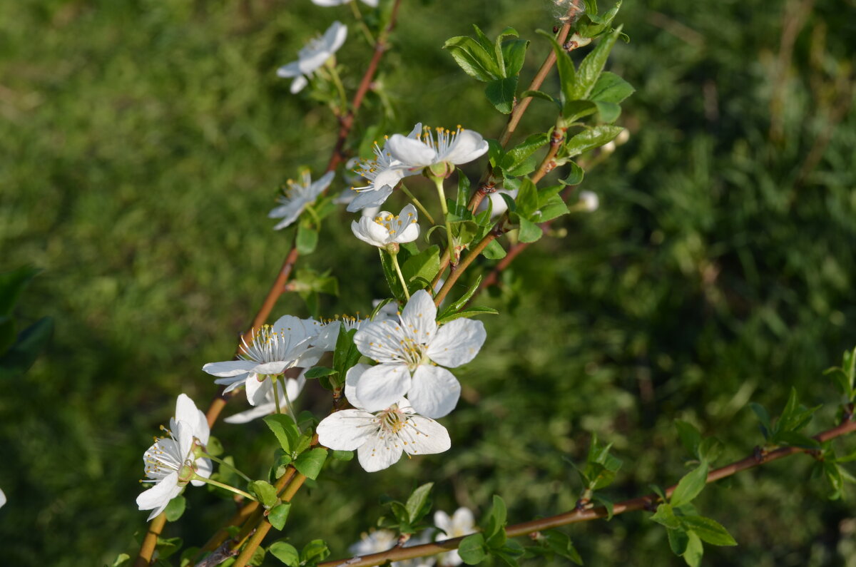 ,,, - Сергей Тимоновский