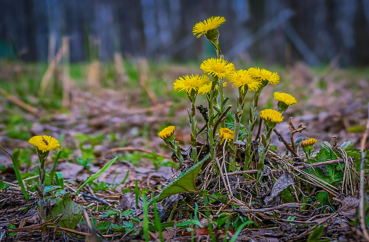 Первоцвет - Aleksey Afonin