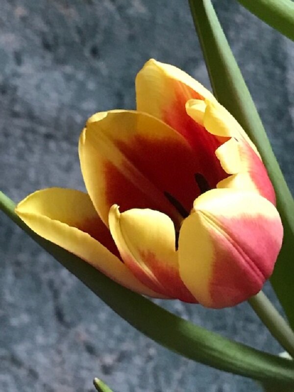 *** - Татьяна Юрасова