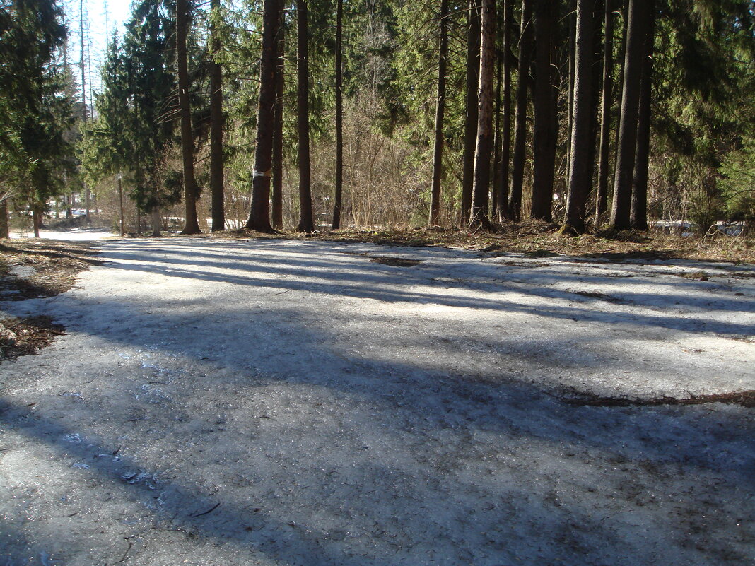 Весенний лес - Olga Oskolkova Весенний лес - Olga Oskolkova