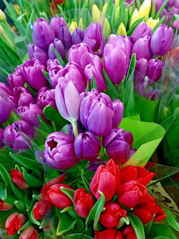 На прилавке в цветочном магазине - Galina Solovova На прилавке в цветочном магазине - Galina Solovova