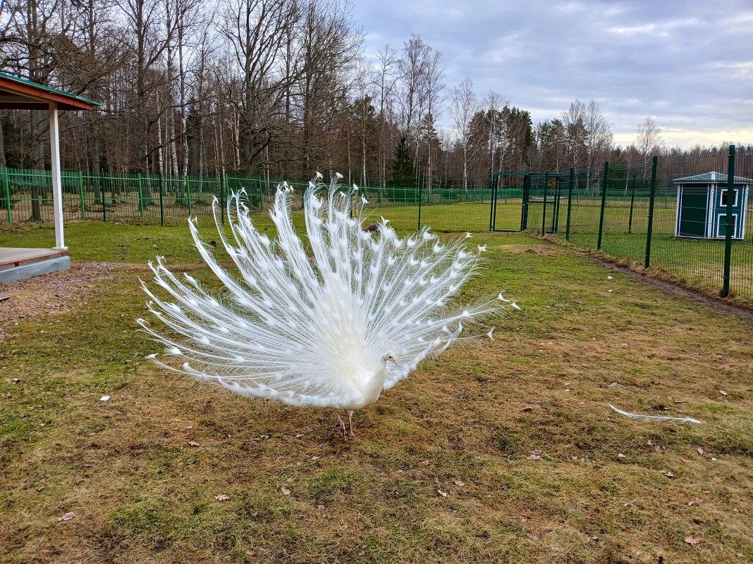 Ещё про красавца: белый павлин. - Лия ☼