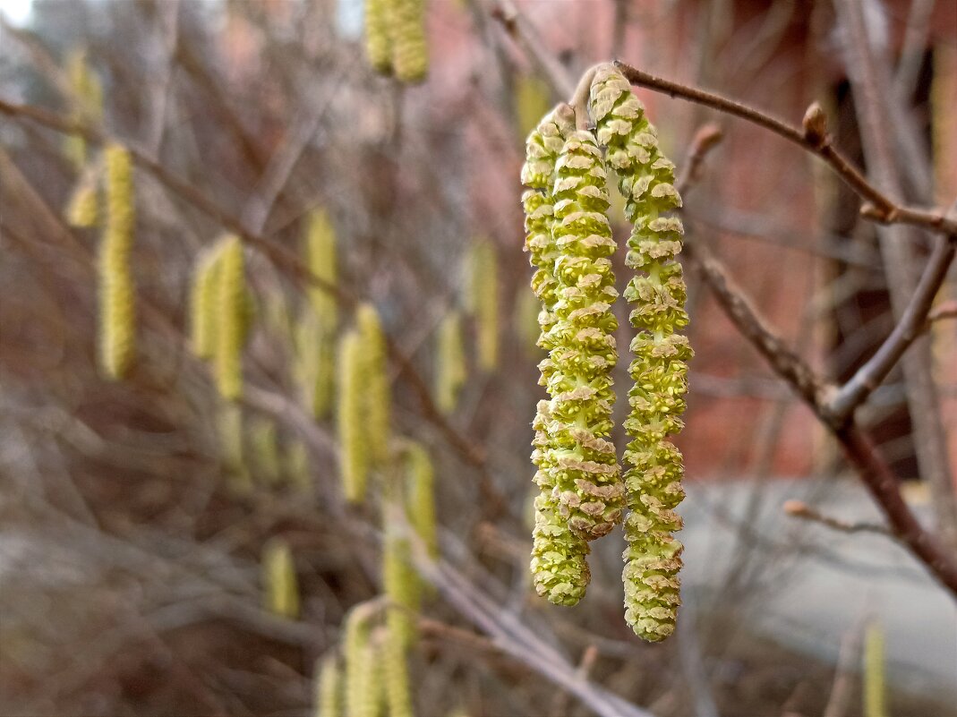 Мартовские сережки - Татьяна Тюменка