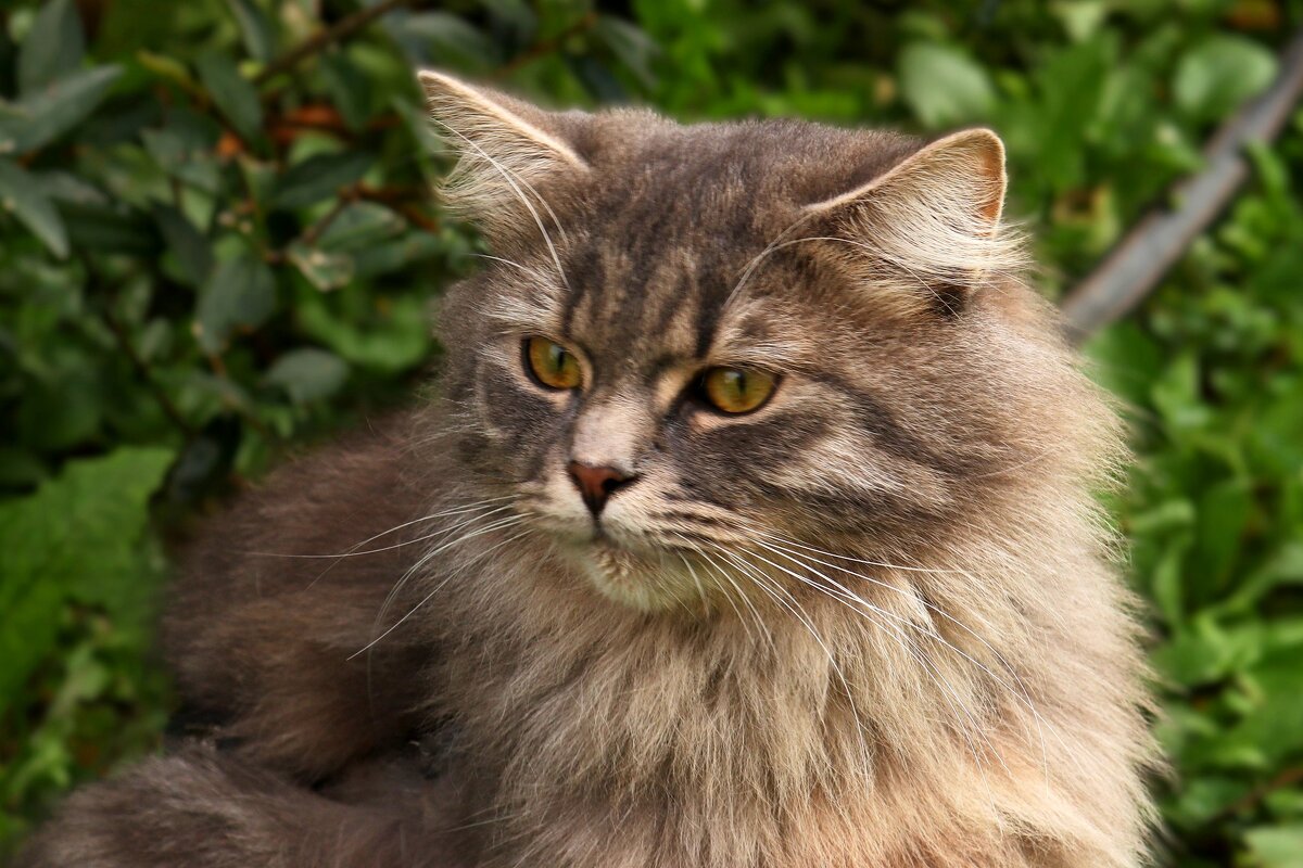 Портрет кошки - Юрий. Шмаков