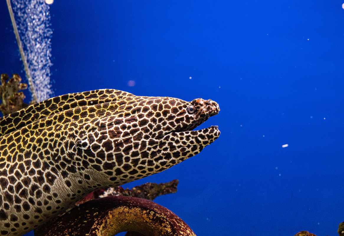 МУРРРРена) - Анастасия Фотографовна