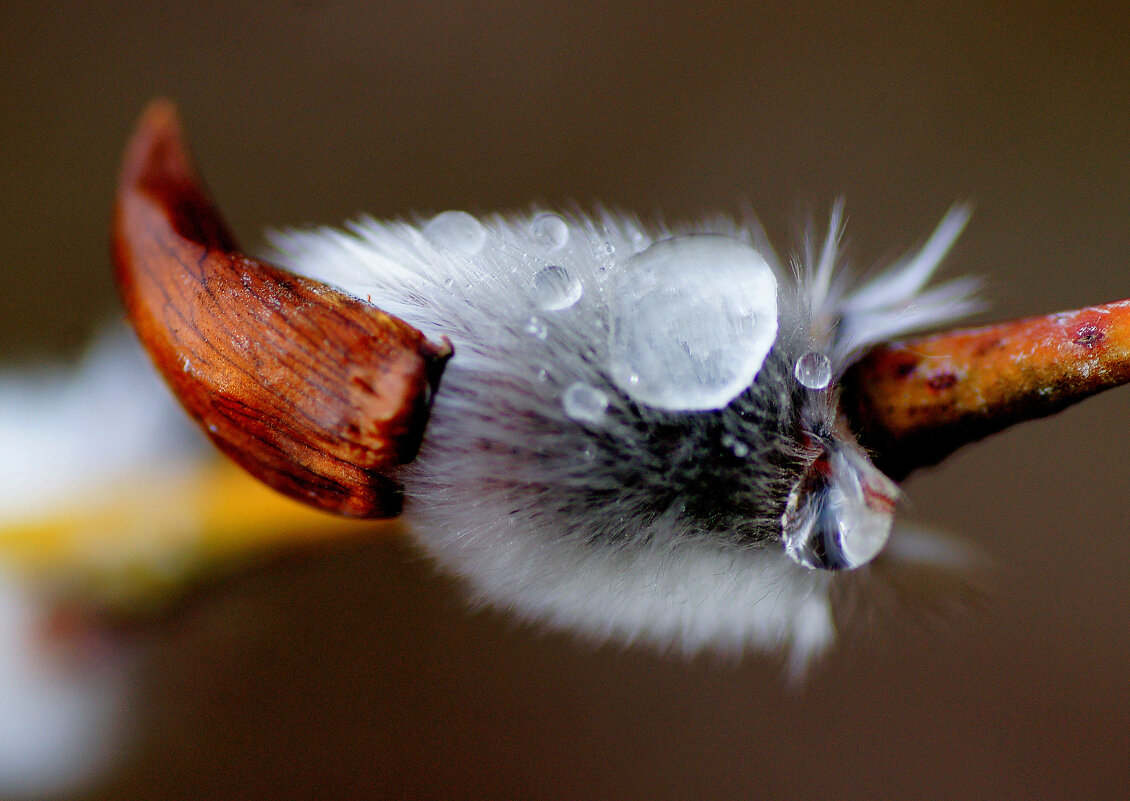 весенние пушистики 5 - Александр Прокудин