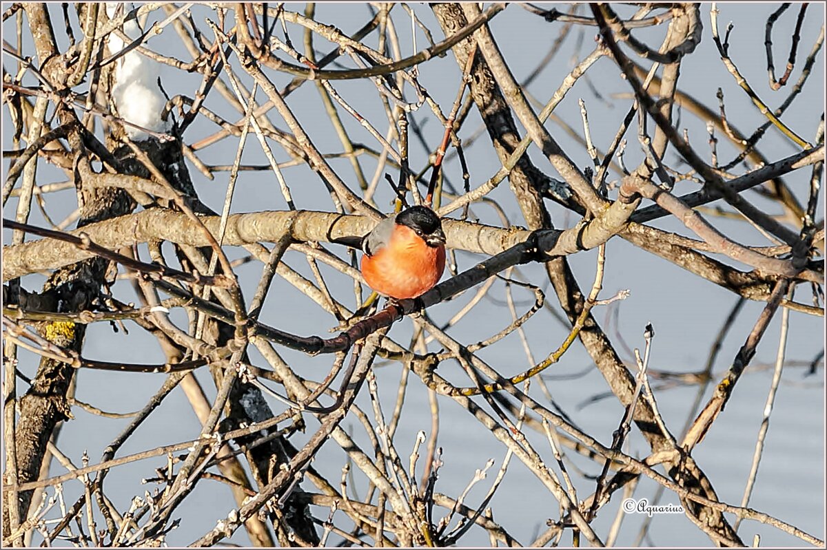 23 февраля - Aquarius - Сергей