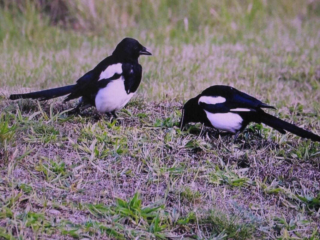 Ищут еду - Людмила Смородинская Ищут еду - Людмила Смородинская