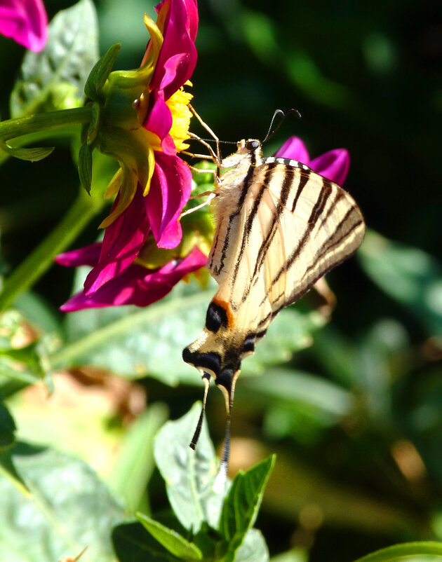Бабочка  Парусник - Валентин Семчишин