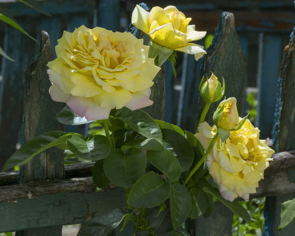 Жёлтые розы - Валентин Семчишин Жёлтые розы - Валентин Семчишин