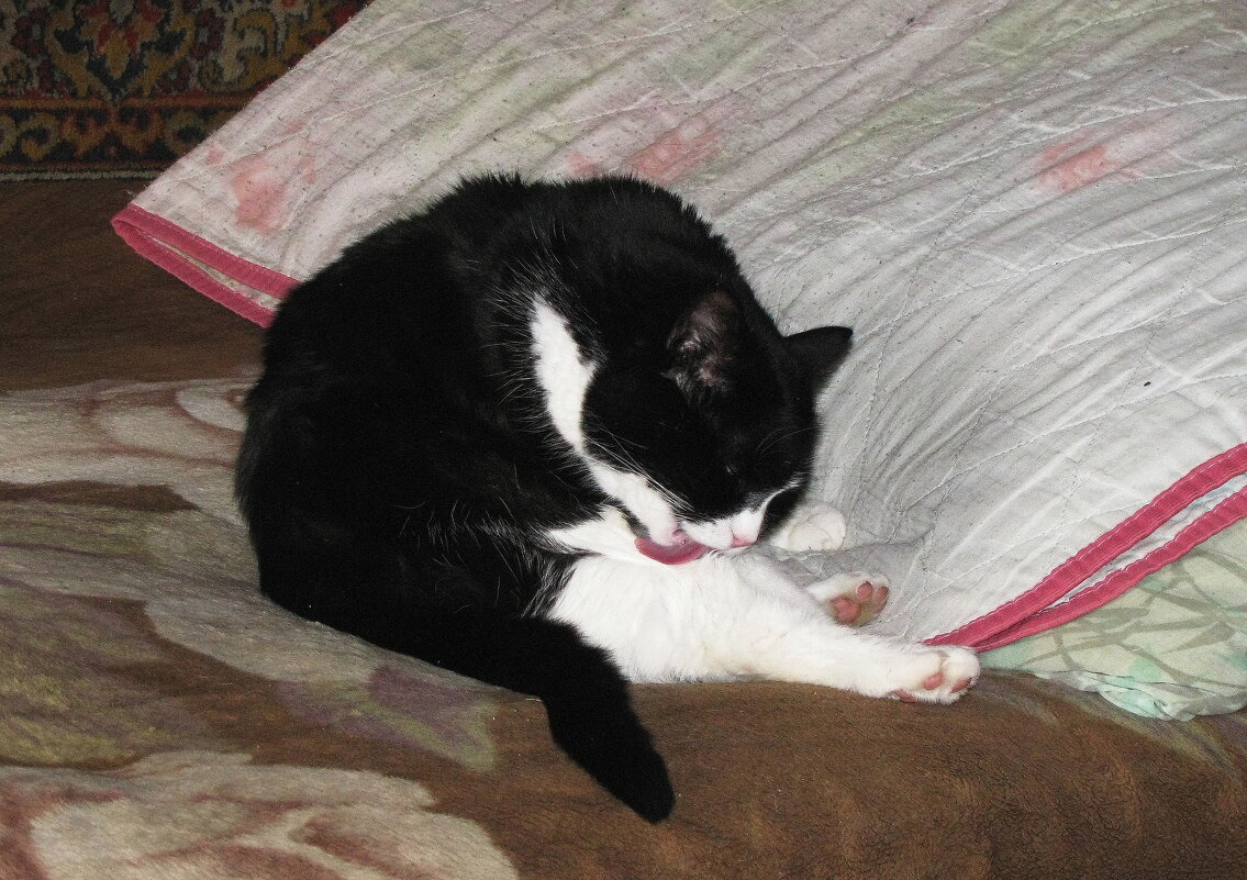 Отмывается после прогулки - Людмила Смородинская