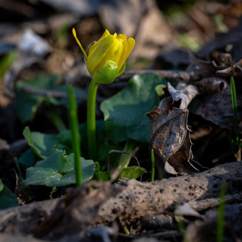 Первоцветы... - Referee (Дмитрий)