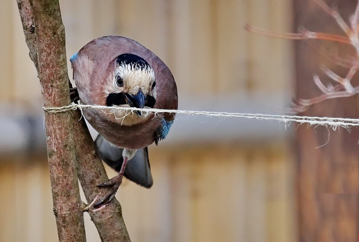 Мне только кусочек... - Николай Саржанов Мне только кусочек... - Николай Саржанов