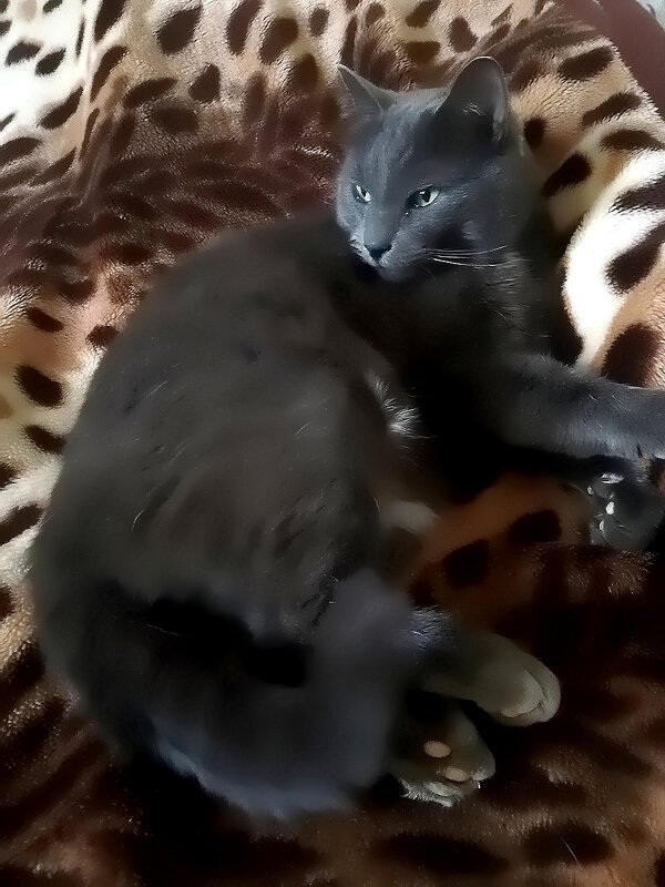 Басик - Ольга Довженко Басик - Ольга Довженко