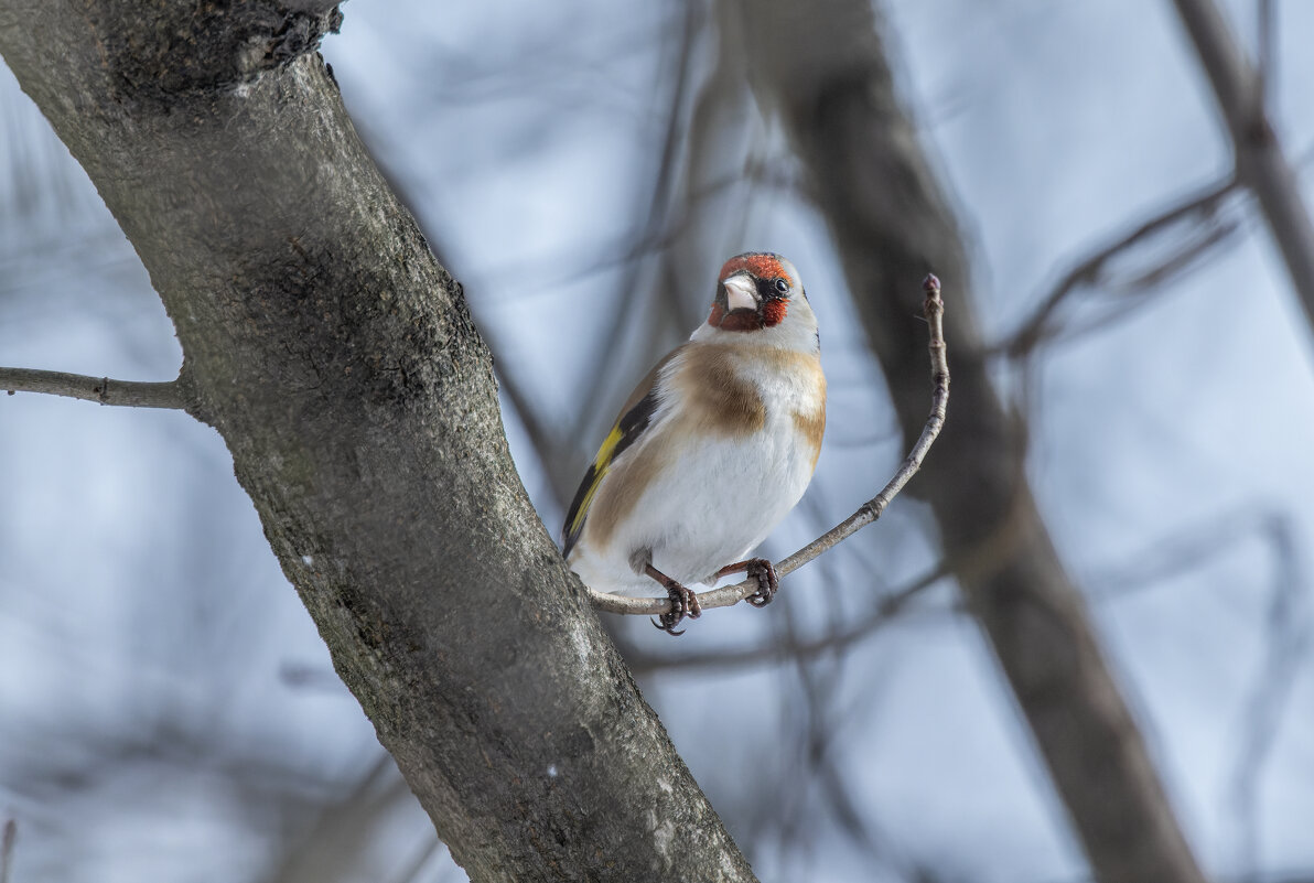 цегол. - юрий макаров