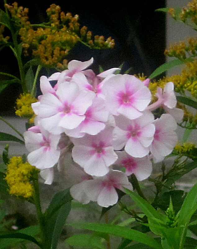 Летнее - Елена Семигина